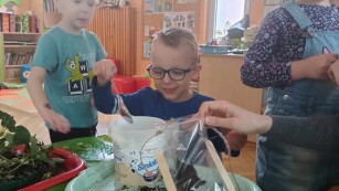Dzieci sadzą sadzonkę fasoli w woreczku imitującym szklarnie