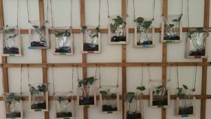 Wystawa prac - mini szklarnie, które zawieraja sadzonki fasoli w woreczka zamykanych strunowo